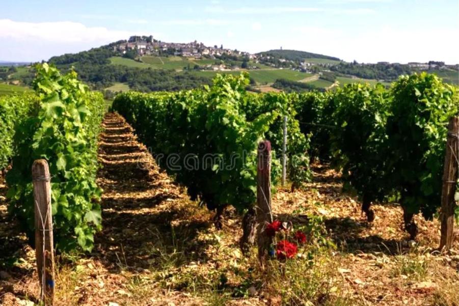 O' Coin Du Beaufol Holiday home Sancerre